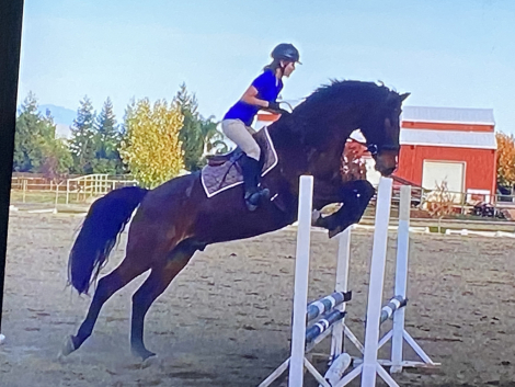 HorseID: 2318531 Griffin - PhotoID: 1105605