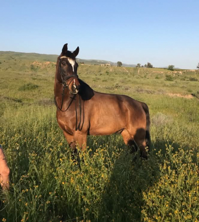 HorseID: 2318531 Griffin - PhotoID: 1105606