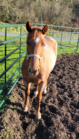 HorseID: 2318532 Charm - PhotoID: 1105607