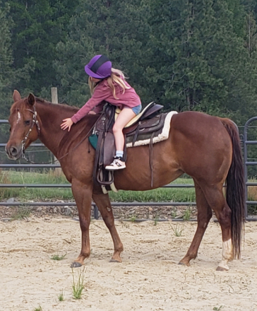 HorseID: 2318535 Sug Roan - PhotoID: 1105613