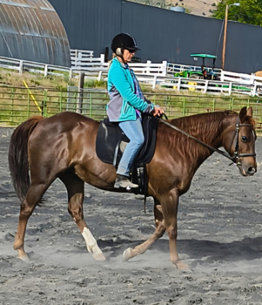 HorseID: 2318535 Sug Roan - PhotoID: 1105614