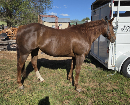 HorseID: 2318535 Sug Roan - PhotoID: 1105615