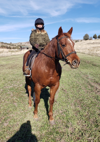 HorseID: 2318535 Sug Roan - PhotoID: 1105616