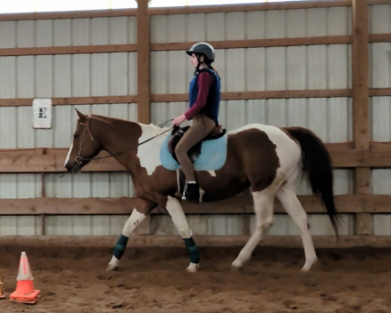 HorseID: 2318536 BR Amber Rose - PhotoID: 1105618