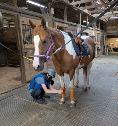 HorseID: 2318536 BR Amber Rose - PhotoID: 1105619