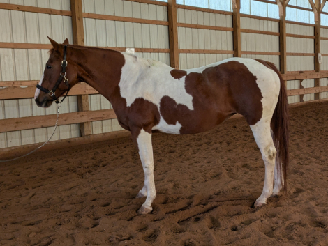 HorseID: 2318536 BR Amber Rose - PhotoID: 1105620