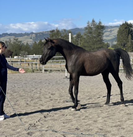 HorseID: 2318537 CRM RoyalEbony - PhotoID: 1105621