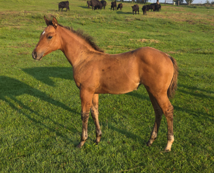HorseID: 2318539 Freckles N Jewels - PhotoID: 1105623