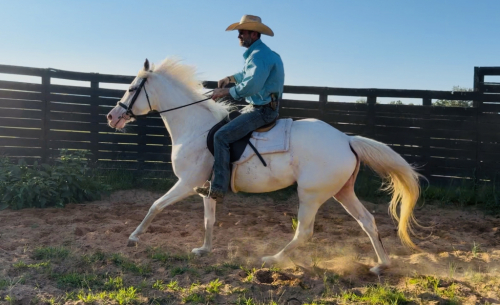 HorseID: 2318547 Divinity - SPECIAL PRICING THROUGH 9/26/26 ONLY! - PhotoID: 1106034