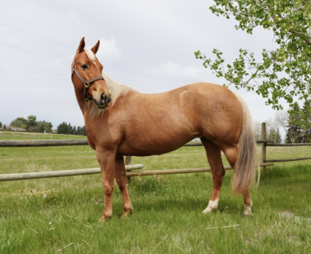 HorseID: 2318548 BNK Genuine Gold - PhotoID: 1105634