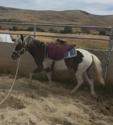 HorseID: 2318550 Oakley - PhotoID: 1105763