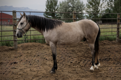 HorseID: 2318551 Billy the Kid - PhotoID: 1105635