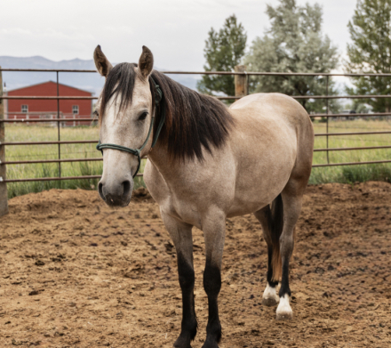 HorseID: 2318551 Billy the Kid - PhotoID: 1105636