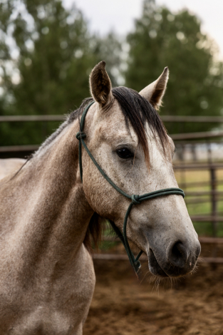 HorseID: 2318551 Billy the Kid - PhotoID: 1105637