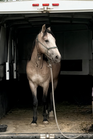 HorseID: 2318551 Billy the Kid - PhotoID: 1105638