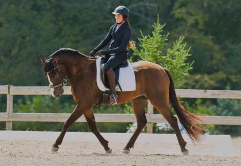 HorseID: 2318556 CR McCool Robin - PhotoID: 1105705