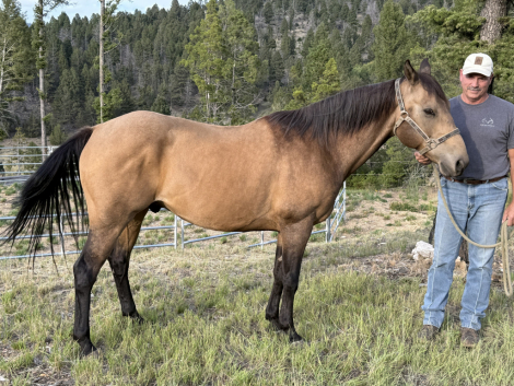 HorseID: 2318562 Diamonds Secretariat - PhotoID: 1105707