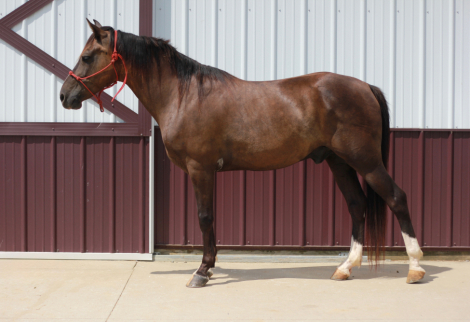 HorseID: 2318567 PAPPY VAN WINKLE - PhotoID: 1105651