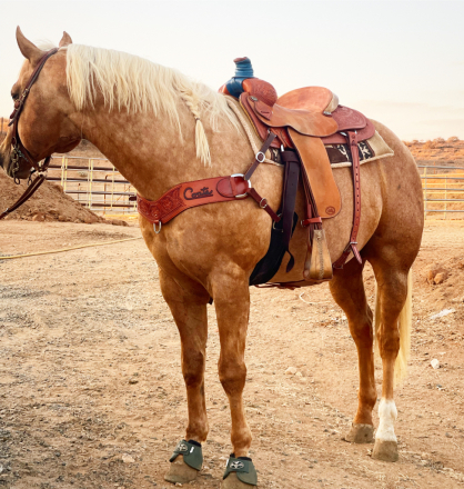 HorseID: 2318577 On The Edge Of Time - PhotoID: 1105652