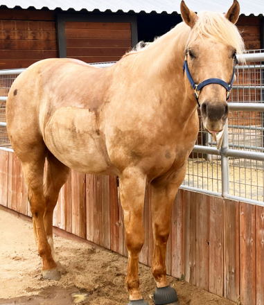 HorseID: 2318577 On The Edge Of Time - PhotoID: 1105653