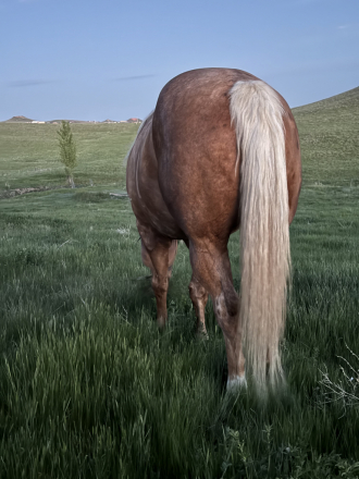 HorseID: 2318577 On The Edge Of Time - PhotoID: 1105654