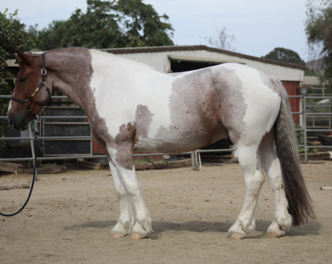 HorseID: 2318578 Ember - PhotoID: 1105657
