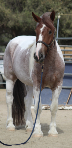 HorseID: 2318578 Ember - PhotoID: 1105658