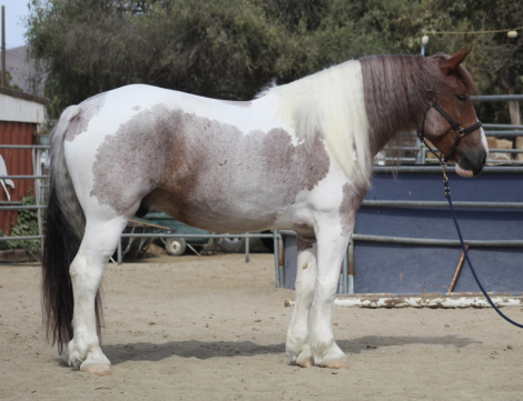 HorseID: 2318578 Ember - PhotoID: 1105659