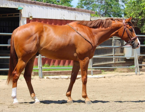 HorseID: 2318579 From A Small Town - PhotoID: 1105662