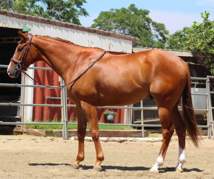 HorseID: 2318579 From A Small Town - PhotoID: 1105663