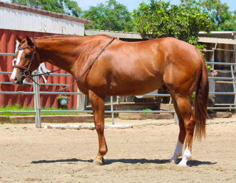 HorseID: 2318579 From A Small Town - PhotoID: 1105664