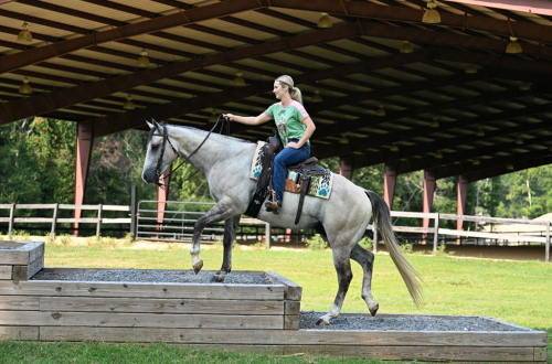 HorseID: 2318586 JBC CASHIN STAR - PhotoID: 1105667