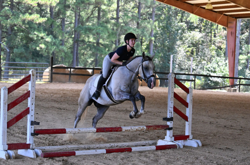 HorseID: 2318586 JBC CASHIN STAR - PhotoID: 1105668