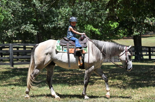 HorseID: 2318586 JBC CASHIN STAR - PhotoID: 1105670