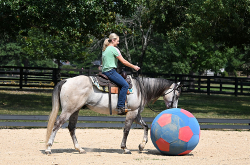 HorseID: 2318586 JBC CASHIN STAR - PhotoID: 1105671