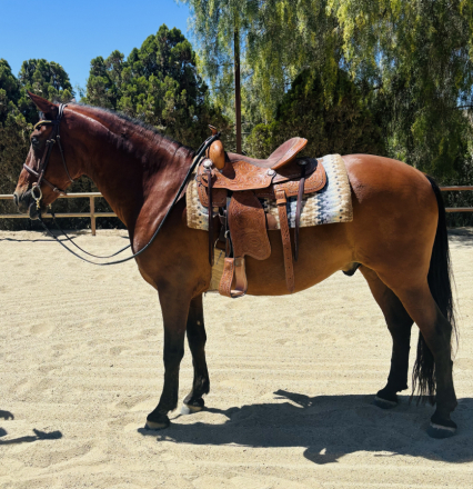 HorseID: 2318588 Mateo - PhotoID: 1105674