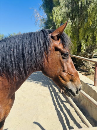HorseID: 2318588 Mateo - PhotoID: 1105675