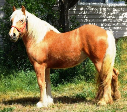 HorseID: 2318591 FKGH Sriracha - PhotoID: 1105678