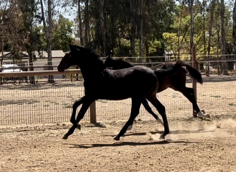 HorseID: 2318592 Romerito de Indio EA II - PhotoID: 1105679