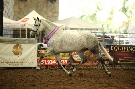 HorseID: 2318592 Romerito de Indio EA II - PhotoID: 1105680