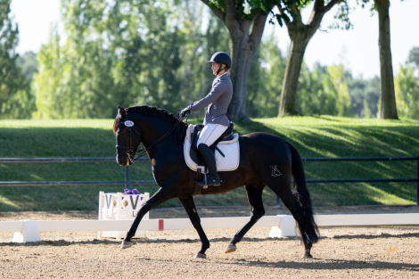 HorseID: 2318592 Romerito de Indio EA II - PhotoID: 1105681