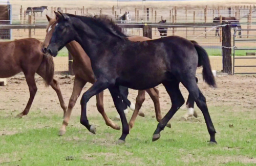 HorseID: 2318592 Romerito de Indio EA II - PhotoID: 1105682