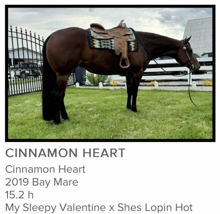 HorseID: 2318597 Cinnamon Heart - PhotoID: 1105688