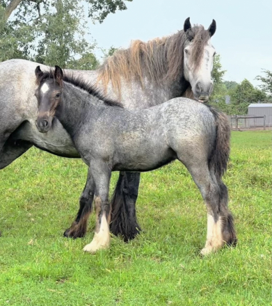 HorseID: 2318599 LSC Isaiahs Shepherd Moon - PhotoID: 1105686