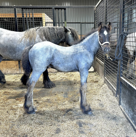 HorseID: 2318599 LSC Isaiahs Shepherd Moon - PhotoID: 1105687