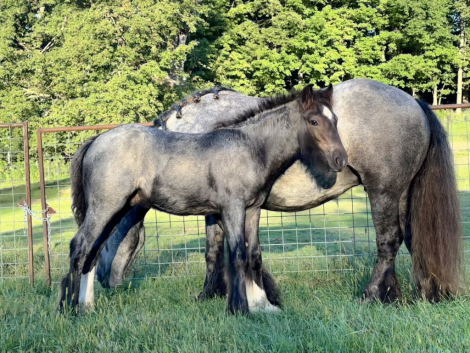 HorseID: 2318599 LSC Isaiahs Shepherd Moon - PhotoID: 1106641