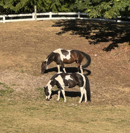 HorseID: 2318600 Black N Intimidating - PhotoID: 1105690