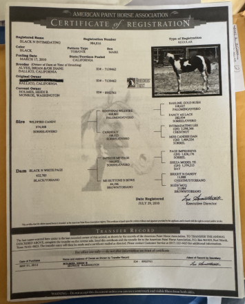 HorseID: 2318600 Black N Intimidating - PhotoID: 1105691
