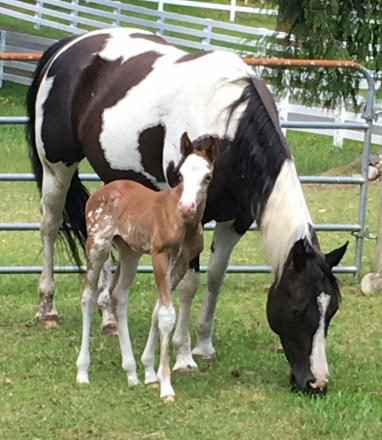 HorseID: 2318600 Black N Intimidating - PhotoID: 1105692