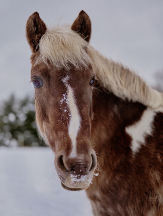 HorseID: 2318601 Smoked Paprika - PhotoID: 1105693